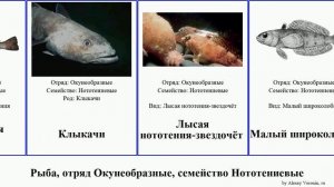 Рыба, отряд Окунеобразные, семейство Нототениевые fish клыкач Гвоздарь Natural Клыкачи нототения