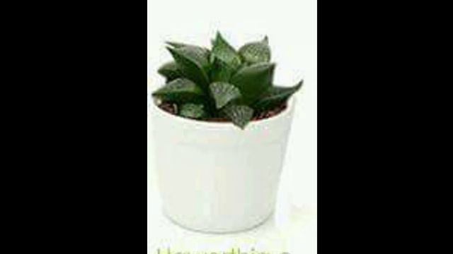 SUCCULENTS NAME - P.1 смотреть онлайн