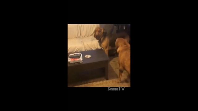 Смешные котики , прикольные коты , очень смешные ролики про котов