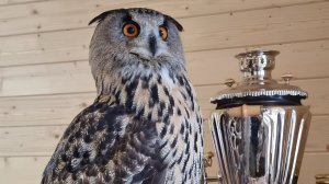 Yoll's добрый stream из Совиного дола. Гуляем по мокрому, показываем кузнечика и сову-домову