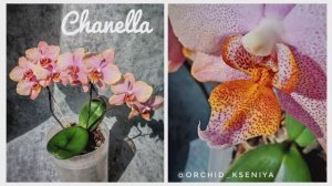 Phal. Chanella 😍 Третье цветение нежной и прекрасной голландской орхидеи Шанелла 🥰 Обзор сорта 🌸