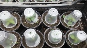 Лантана : 3 недели после черенкования. Что делать дальше? Будьте внимательны.