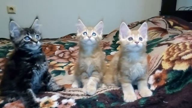 Мейн-кун котята, сегодня 2мес смотреть онлайн