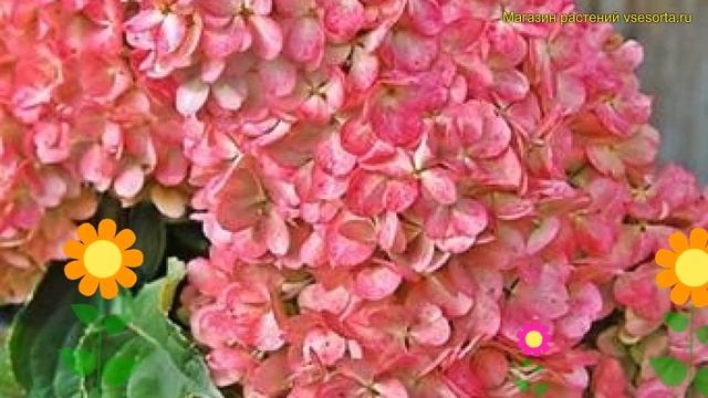 Гортензия метельчатая Мэджикал Флэйм. Краткий обзор, описание hydrangea paniculata Magical Flame