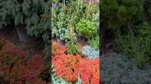 Ель Инверса, Глаука Пендула, Эльгельмани. Вотцап 89036602009) телеграмм https://t.me/S76Olga_76