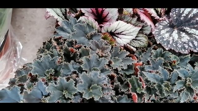 Краснодар цветочный рынок 12 07 20