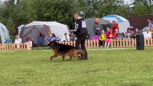 ПП 255 АМИР ХОГВАРТС / Моно немецких овчарок ПК БРОННИЦЫ 10.08.2024