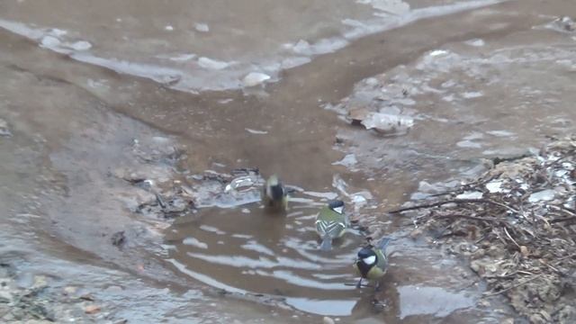 Помогаем птицам пережить зиму. Как и где разместить кормушку для птиц. Птичья кормушка своими рукам смотреть онлайн