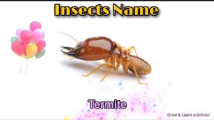 Insects Name | Learn Insects Name in English | Insect names for Toddler, Kindergarten & Preschooler
