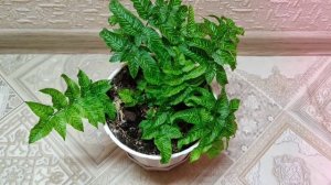 Папоротник Кониограмма Голден Зебра ? Coniogramme Emeienssis Golden Zebra
