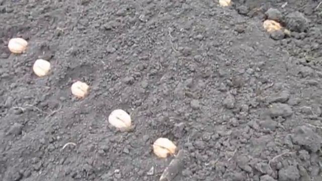 ГРЕЦКИЙ ОРЕХ. Высев плодов ореха.  Схема посева грецкого ореха. (сорт Кадлубицкий)