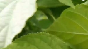 АКТИНИДИЯ. Как растет, как выглядят плоды. ДЕГУСТАЦИЯ!