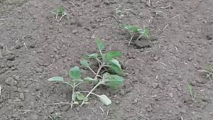 Игольчатая борона-мотыга БМТ-6.