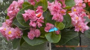 Бегония вечноцветущая Роуз (fiona rose) ? обзор: как сажать, семена бегонии Роуз