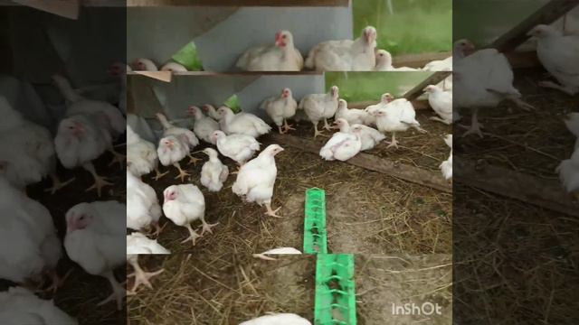 Выращивание индюков и бролеров на мясо. смотреть онлайн