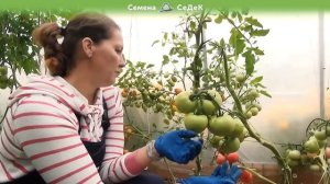 Этим томатам нет конкурентов! Урожайные и вкусные!