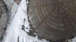 Садовая дорожка из артбетона под спил дерева.