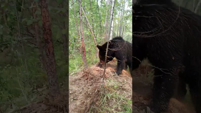 Медведи поменялись ролями. #bear