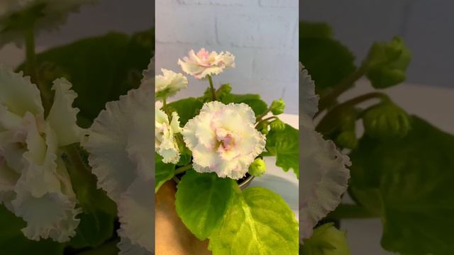 ЕЛ-Фиалки | Оптима 347 смотреть онлайн