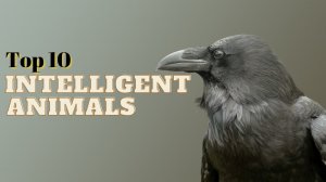 Top 10 Most Intelligent Animals in the World.mp4