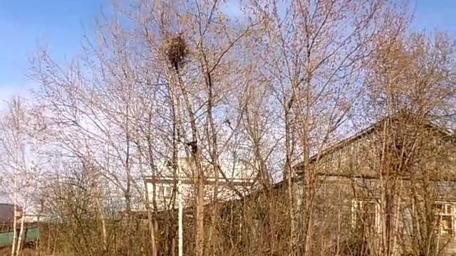 Кот дерётся с сороками смотреть онлайн