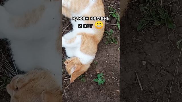 укореняю усы земляники