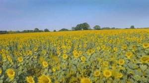 Что находится внутри нейтронной звезды