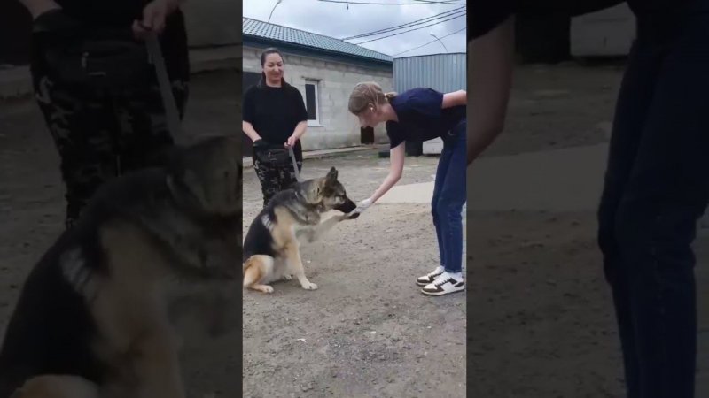 Глаза собак и кошек скажут все за нас