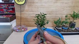 Бонссай МАМЕ из Мирта обрезка,формировка,замена грунта 5 часть