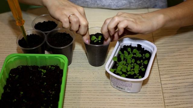 Петуния от посева до цветения!Пикировка рассады петунии!