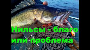 Нильсы - трофейный геморрой.