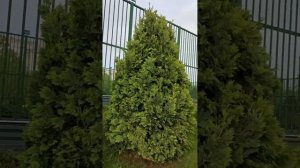 Утро в санатории Русь, Ессентуки