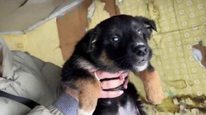 Щенки из заброшки хотят кушать и домой… никому не нужны(