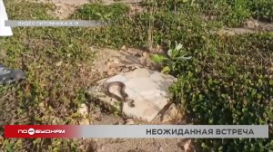 Ядовитую змею обнаружили возле школы в Иркутске