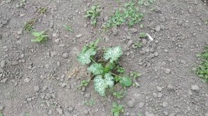 Кабачки под бутылками. Отличный способ.