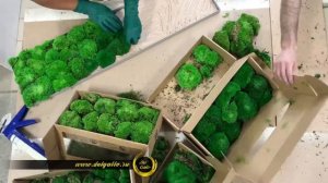 Стабилизированный мох и картина из него