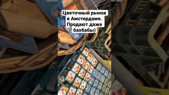 Баобабы на цветочном рынке в Амстердаме?