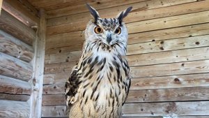 Филин Варя всем приветик