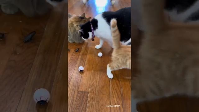 Kitty Soap Opera: Chapter 64... The Sass Mouth, Alcoholic, Catnip Dealer, and Pentecostal Kitties. смотреть онлайн