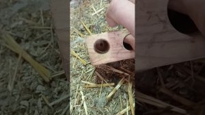 Лучшая мышеловка для курятника