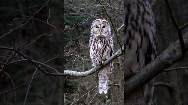 URAL OWL - Длиннохвостая неясыть.