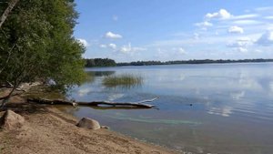 У озера Врево, рядом еловый лес, родники