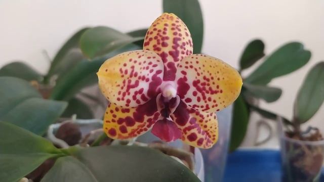 ароматная орхидея Zheng Miri Anaconda #орхидеи #цветы