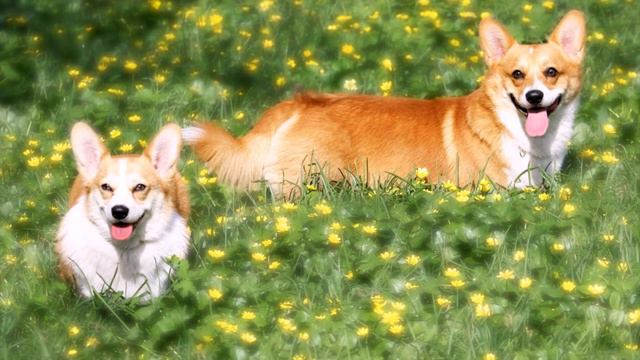 Вельш корги