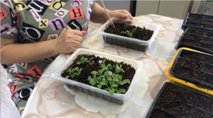 Пересадка петунии после всходов