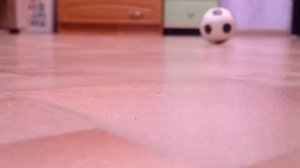 О ЧЕМ ДУМАЮТ СОБАКИ?