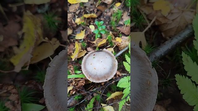 Паутинник бело-фиолетовый.Cortinarius alboviolaceus.