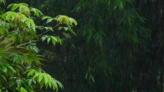 Nikon p1000 - Heavy rain смотреть онлайн