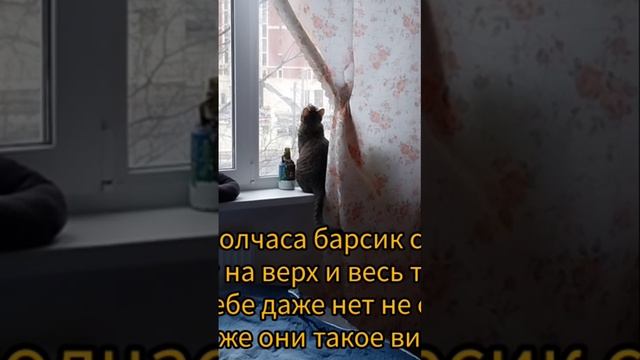 что же такое видят коты, чего не видим мы??