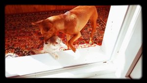 Собака загрызла маленького котенка. Жесть